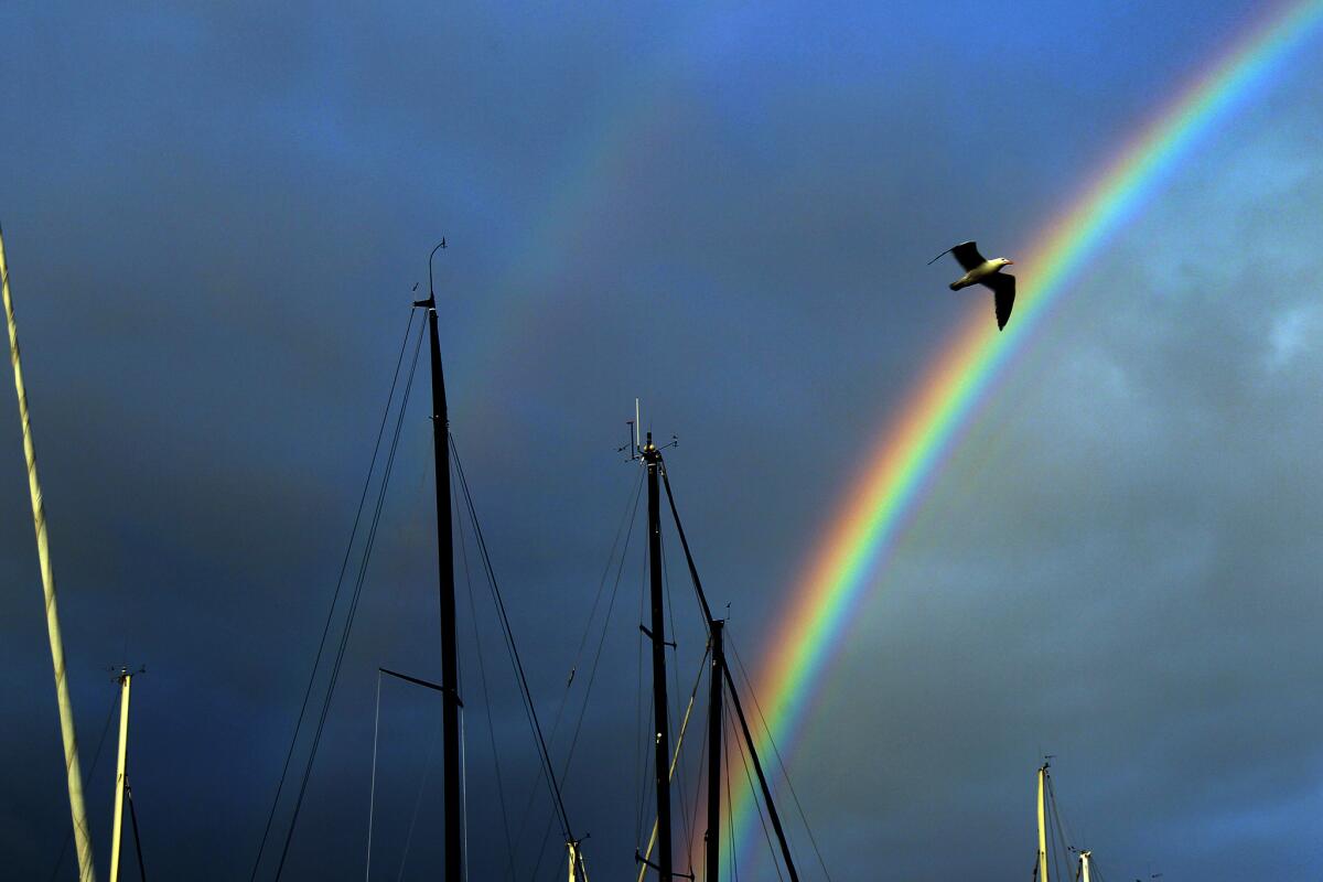 A seagull flies through a rainbow as it arcs over Alamitos Bay in Belmont Shore.