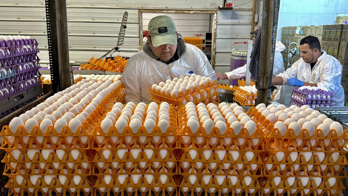 Un trabajador carga cajas de huevo el jueves 11 de enero de 2024, en la planta procesadora Sunrise Farms