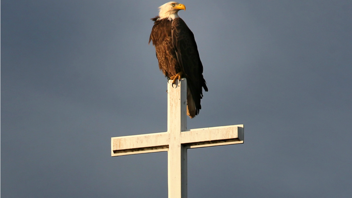 The setting sun illuminates an American bald eagle perched atop the steeple at the Winchester Church of God in Winchester, Va. Monday, June 13, 2016.