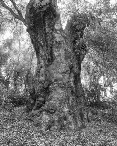 The coastal live oak at Orcutt Ranch.