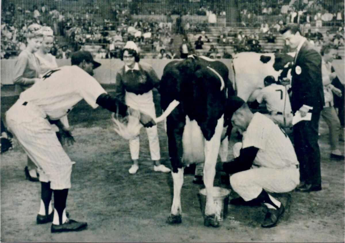 Padres Chico Ruiz and Ray Rippelmeyer milk a cow in a Westgate Park promotional event in 1964 covered by Regis Philbin.
