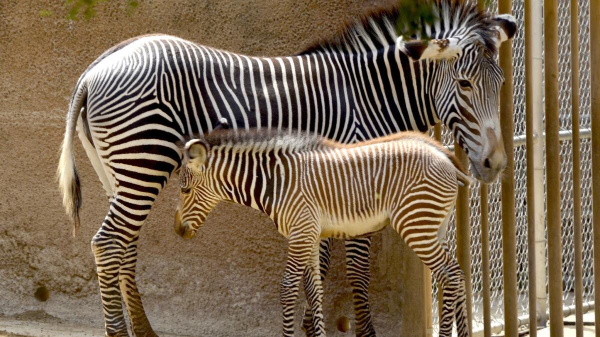 The Los Angeles Zoo's one-month old Grévy's zebra foal getting accustomed to the world with her mother, Jamila, who came from a herd that is a part of a species survival program.