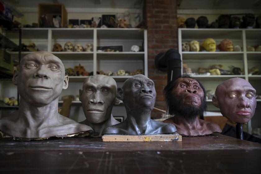 Busts of Neanderthal and hominins line a table at the studio of paleoartist John Gurche in Trumansburg, N.Y., Wednesday, May 31, 2023. Along with more fossils and artifacts, DNA findings are pointing us to a challenging idea: We're not so special. For most of human history we shared the planet with other kinds of early humans — and those now-extinct groups were a lot like us. (AP Photo/Heather Ainsworth)