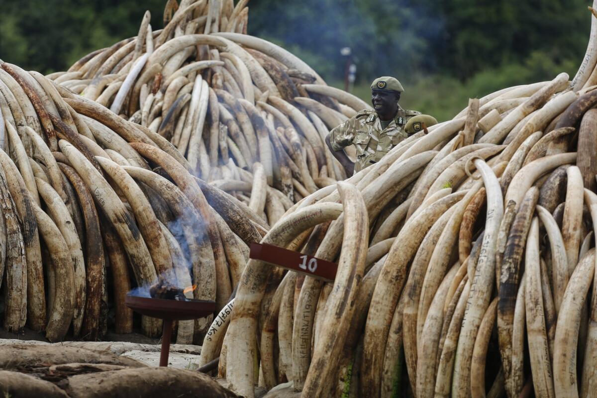 A Kenya Wildlife Service (KWS) ranger stands in between piles of elephant tusks before they were set ablaze during an ivory burning event at the Nairobi National Park in Nairobi, Kenya, 30 April 2016.