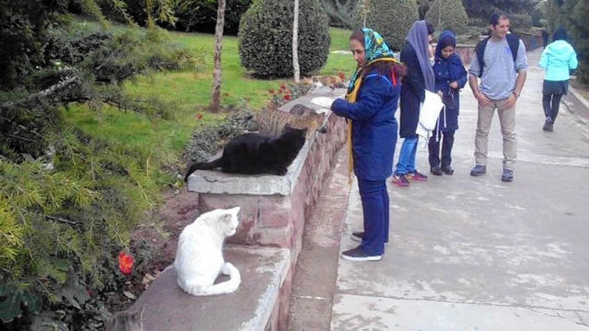 "Their beautiful faces help me forget the daily anxieties, social problems, bad news on television and elsewhere," says one woman who feeds the cats at the Dialogue of Civilizations Park in northwestern Tehran.