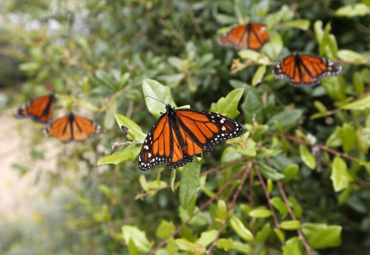 Monarch butterflies land on a plant in the vivarium at Butterfly Farms, an Encinitas nonprofit organization that focuses on education and conservation.