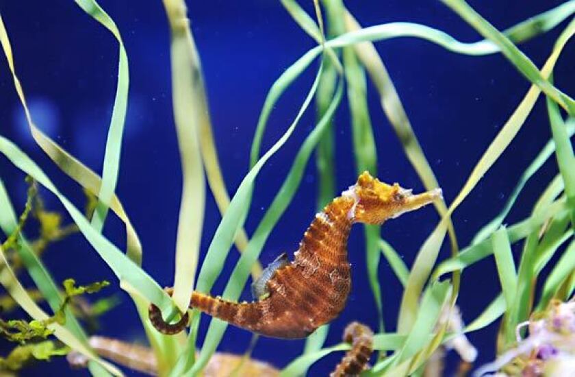 A seahorse display at the Aquarium of the Pacific.