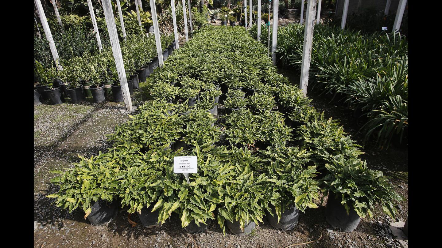 Plantenders nursery specializes in drought landscaping