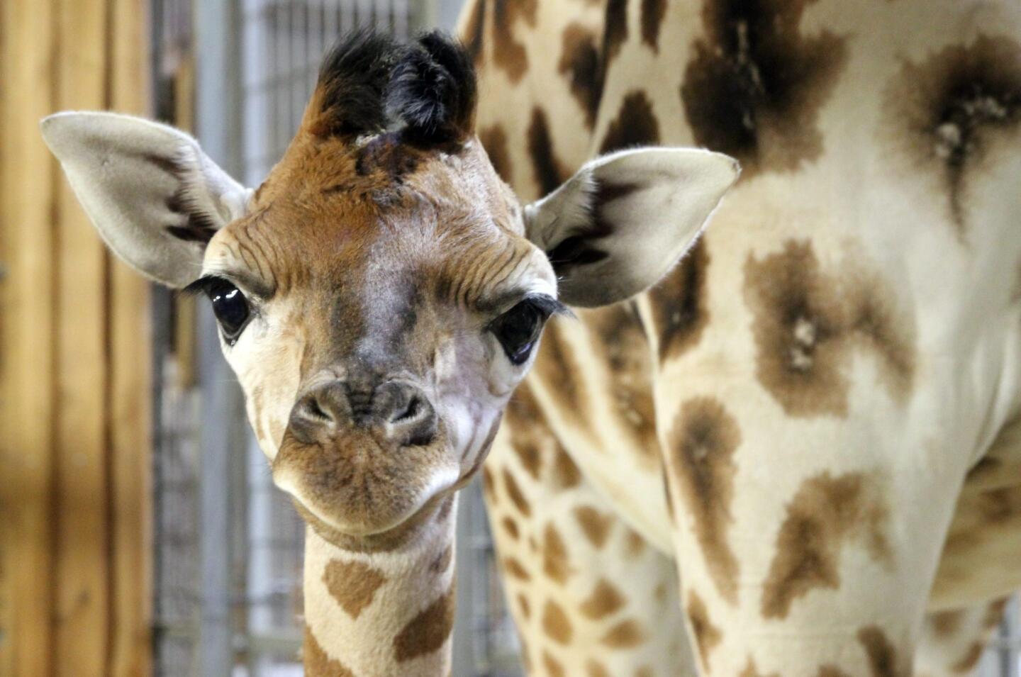 epa05675425 A female baby Rothschild giraffe (Giraffa camelopardalis camelopardis) in her enclosure in the Zoo in Opole, Poland, 14 December 2016. The baby giraffe, born on 08 December 2016, still does not have a name, which should start with the ninth letter of the alfabeth 'I' because she is the ninth giraffe born in Opole Zoo. The Rothschild giraffes is one of the most endangered distinct populations of giraffes. EPA/KRZYSZTOF SWIDERSKI POLAND OUT ** Usable by LA, CT and MoD ONLY **