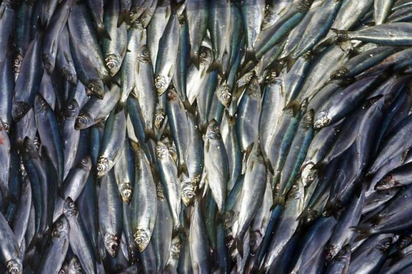 El arenque se descarga de un barco pesquero en Maine. Un nuevo estudio proyecta que un mundo más cálido podría perder mil millones de toneladas de peces y otras formas de vida marina para finales de siglo.