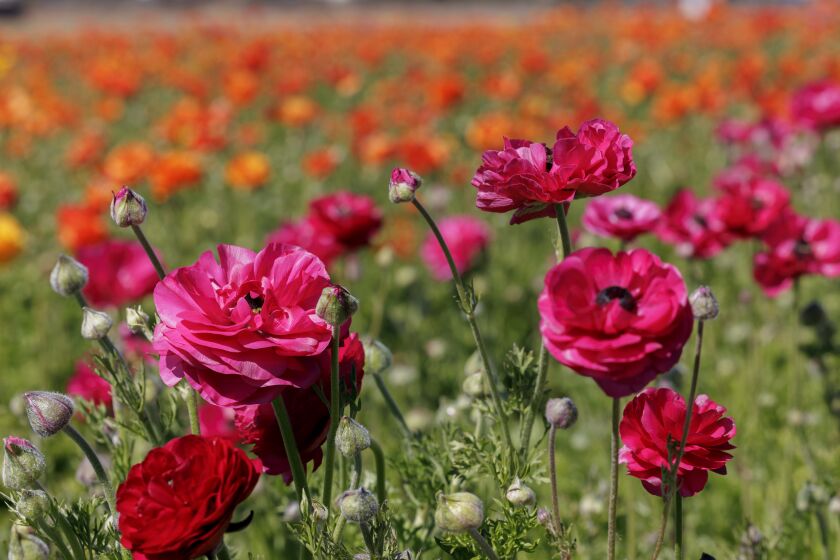 CARLSBAD, CA - FEBRUARY 24, 2022: Ranunculus flowers at The Flower Fields in Carlsbad on Thursday, February 22, 2022. (Hayne Palmour IV / For The San Diego Union-Tribune)