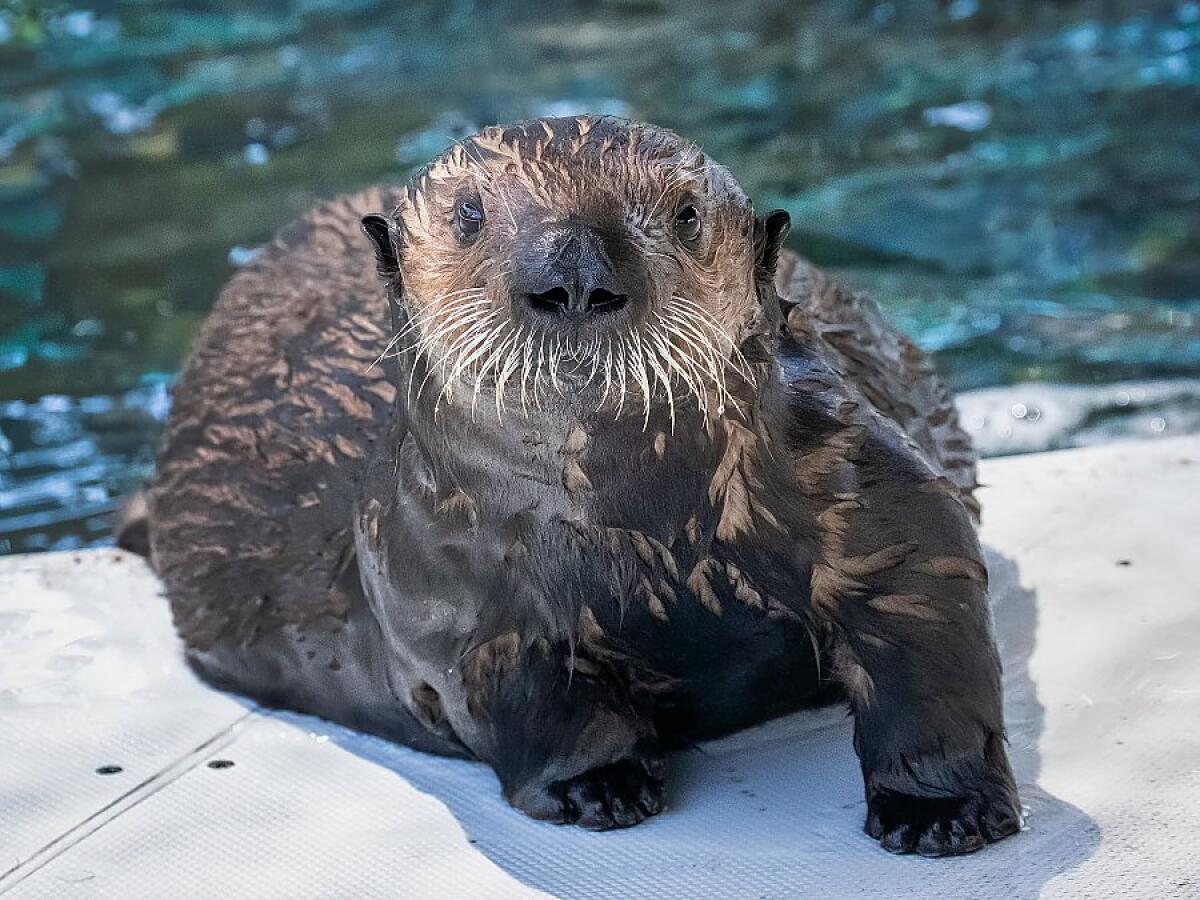 A sea otter pup