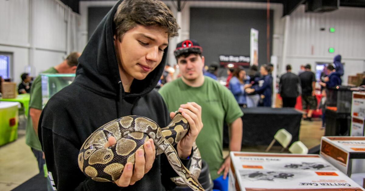 Repticon tips the scales at O.C. fairgrounds Los Angeles Times