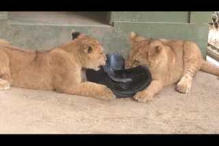 Lion cubs born at Wildlife Waystation in Lake View Terrace