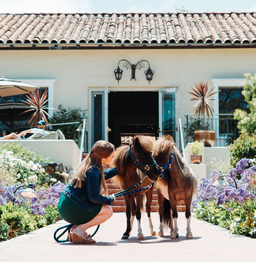 Inn ponies 1.jpg
