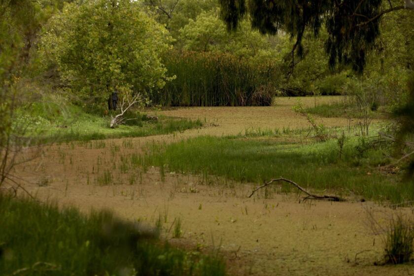 TORRANCE, CA - JUNE 2, 2019 - - The Madrona Marsh Preserve in Torrance on June 2, 2019. (Genaro Molina/Los Angeles Times)