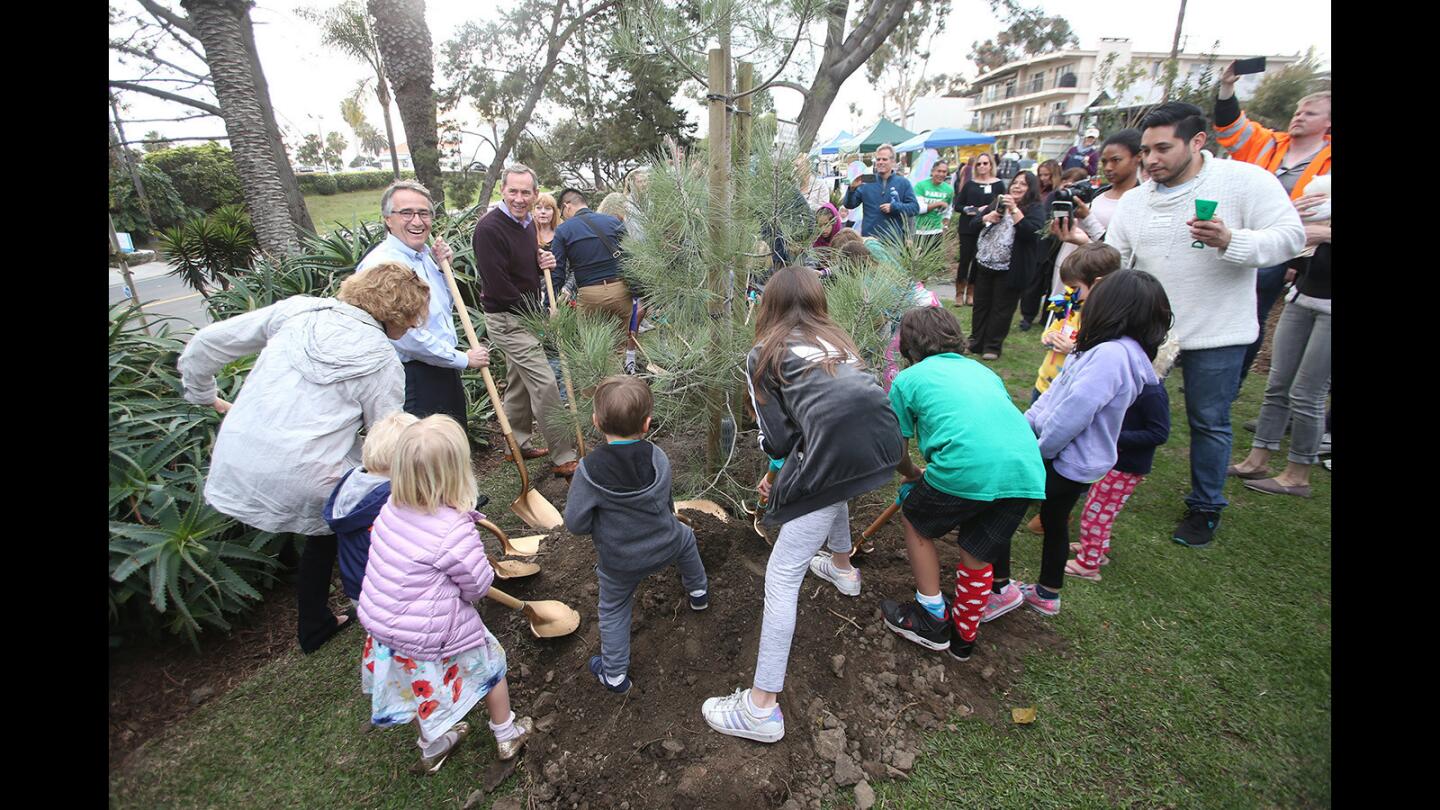 Laguna Beach City Council members Toni Iseman, Rob Zur Schmiede and Bob Whalen, from left, help children throw soil onto a Torrey pine tree being planted during the first Laguna Beach Arbor Day Celebration at Jahraus Park on Wednesday.