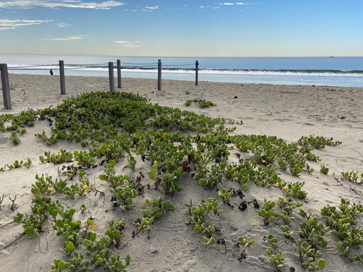 Natural vegetation growing on a sand dune near the ocean.