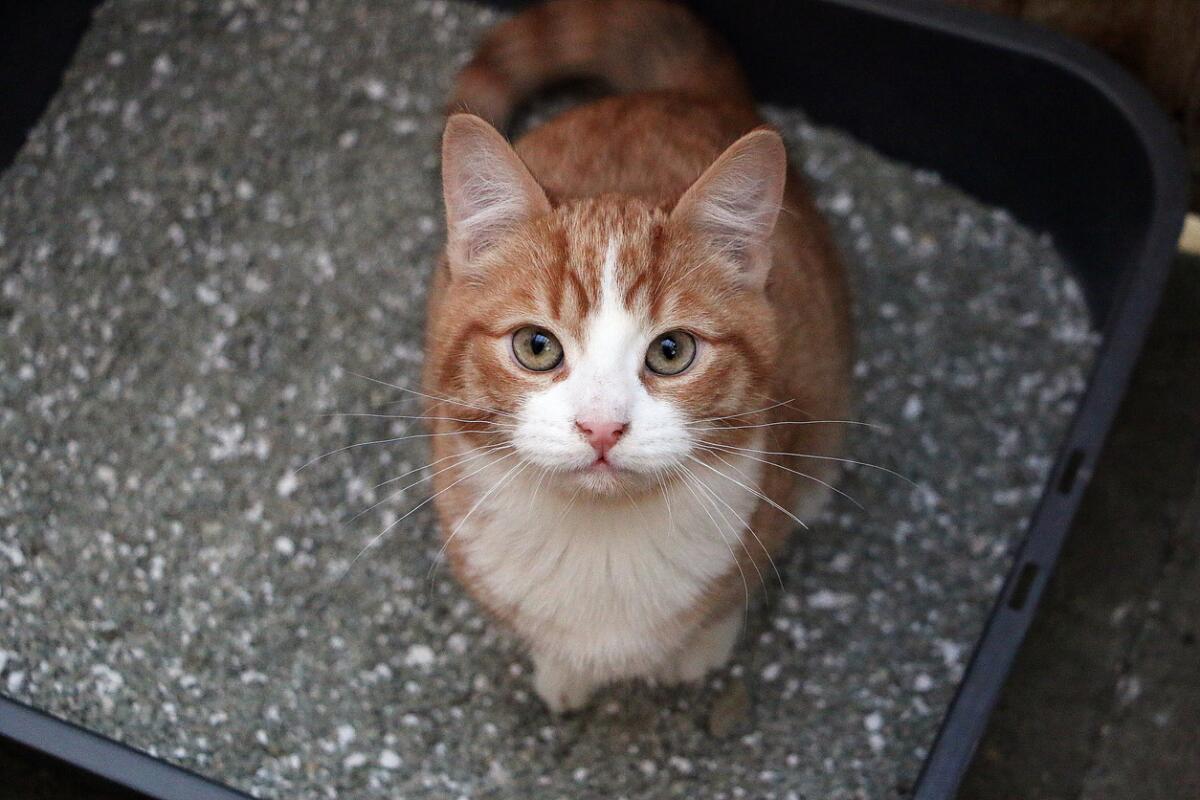 An orange cat sitting in a box of litter
