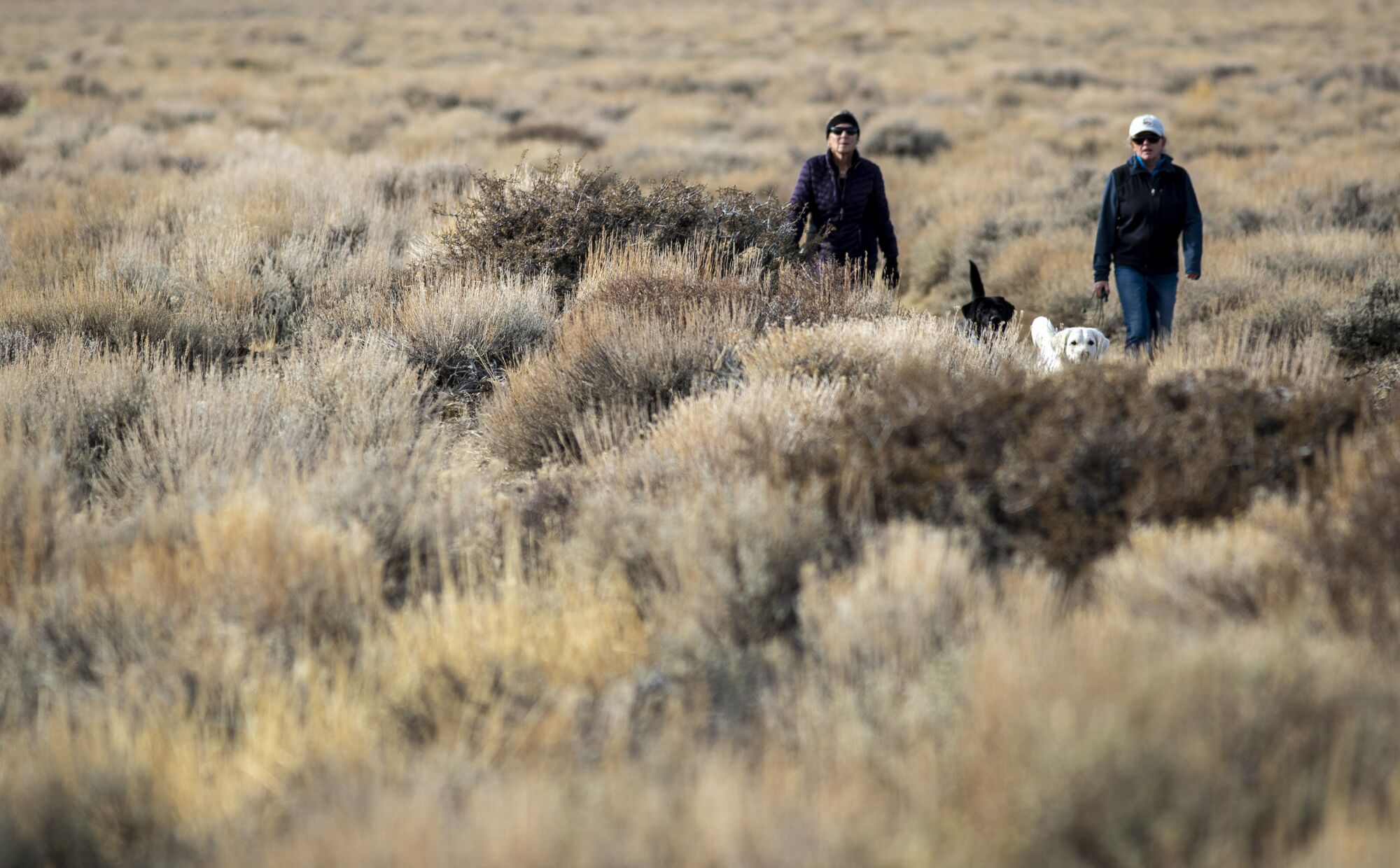 A couple walk their dogs along a path through Eastern Sierra sagelands near Mammoth Lakes