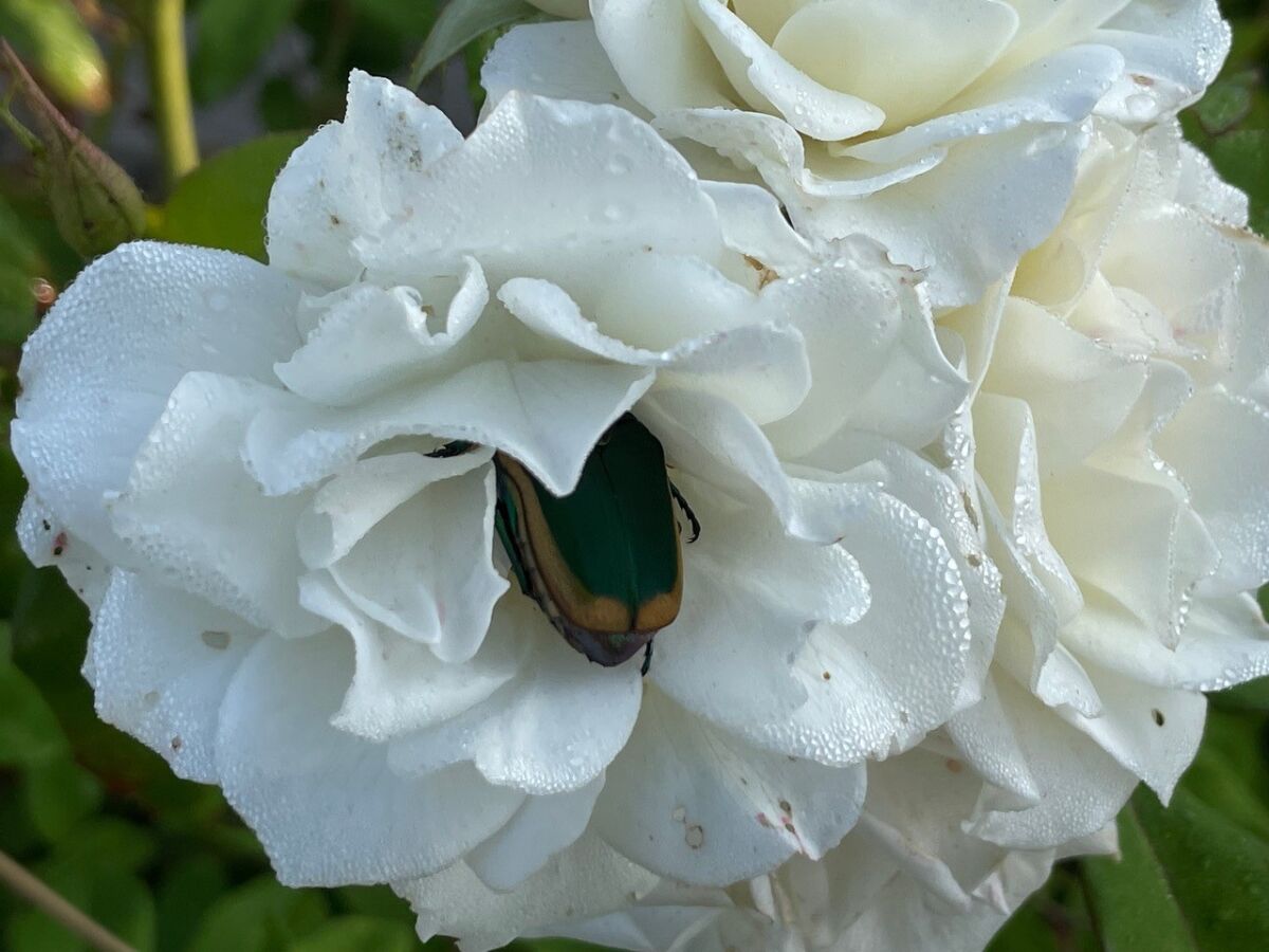 A metallic-green fig beetle sits on a white rose bloom. 