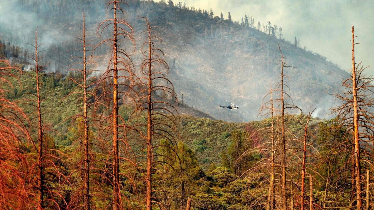 Dead trees line a clearing as a helicopter battling the Ferguson fire passes behind in the Stanislaus National Forest on Sunday.