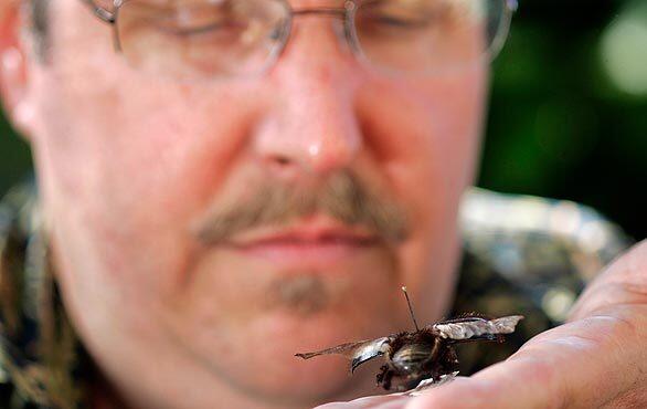 Beetle expert David Hawks of UC Riverside holds a male rain beetle with its wings and its elytra extended.