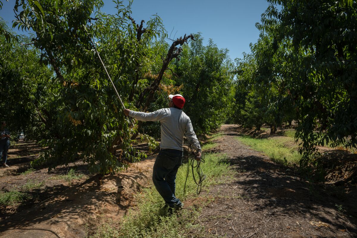 L.H. is photographed at work in a nectarine orchard. 