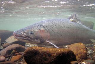 Column: We're wiping out the Southern California steelhead trout. Time ...