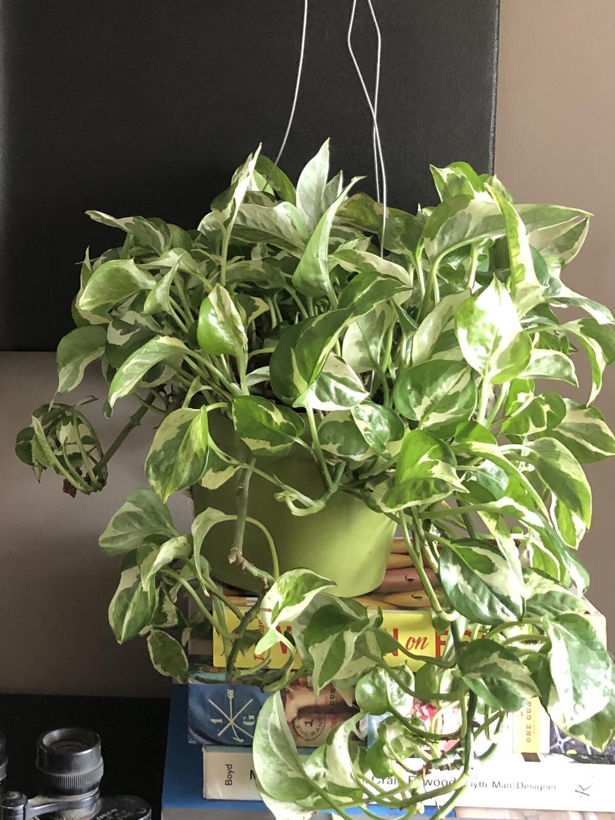 Epipremnum aureum, or pothos, devil’s ivy