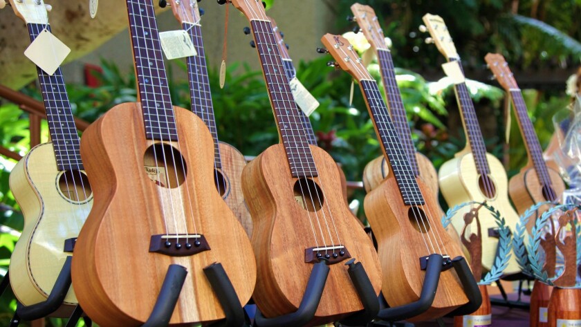 In Hawaii Players Will Strum Their Stuff At The Ukulele Picnic