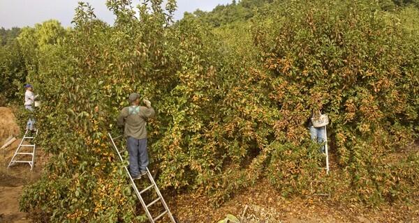 When Mexican Americans begin celebrating the extended Christmas season this Saturday on the feast day of Guadalupe, they will enjoy one big change from a few years ago: ample supplies of tejocote, a peculiar crab-apple-like fruit that most people have never heard of but that is an indispensable ingredient in ponche, the hot fruit punch emblematic of the holidays. Once the most smuggled fruit on the Mexican border, tejocote (pronounced te-ho-COT-e) is forbidden no more. What follows is a photo gallery look at the harvesting of tejocotes in the Pauma Valley, a San Diego County agricultural community north of Valley Center, as well as a closer look at the fruit itself: