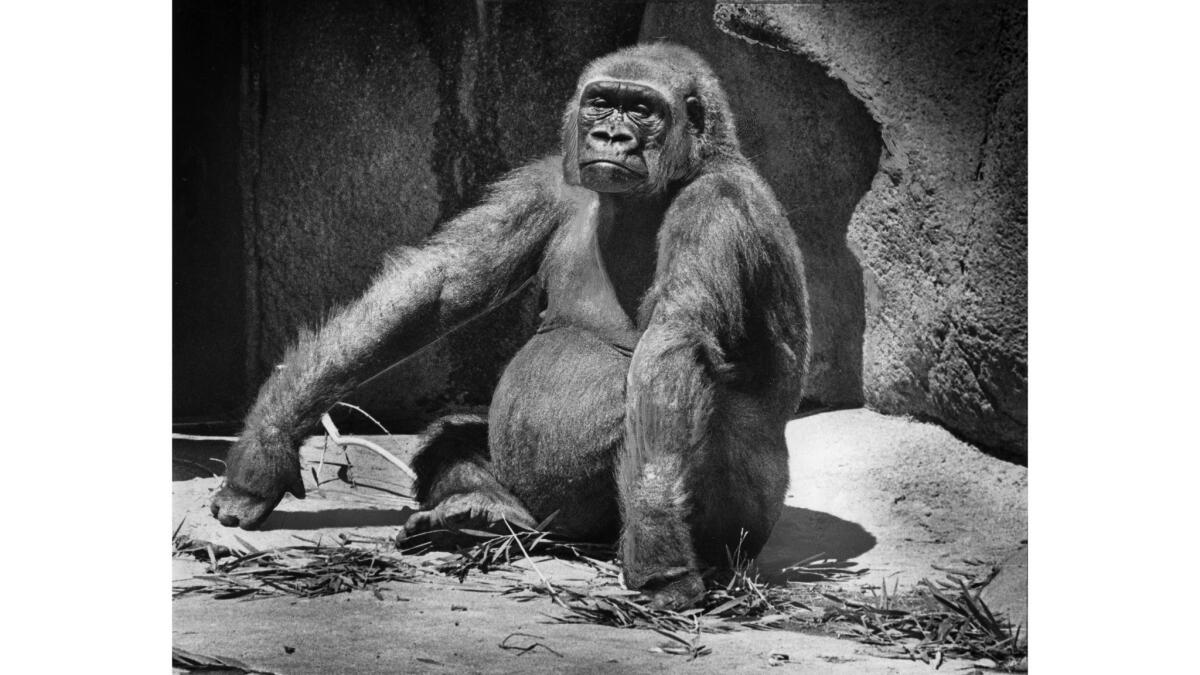 July 22, 1977: Ellie, a female gorilla at the Los Angeles Zoo, had attacked and killed previous offspring and was kept separated from Caesar.