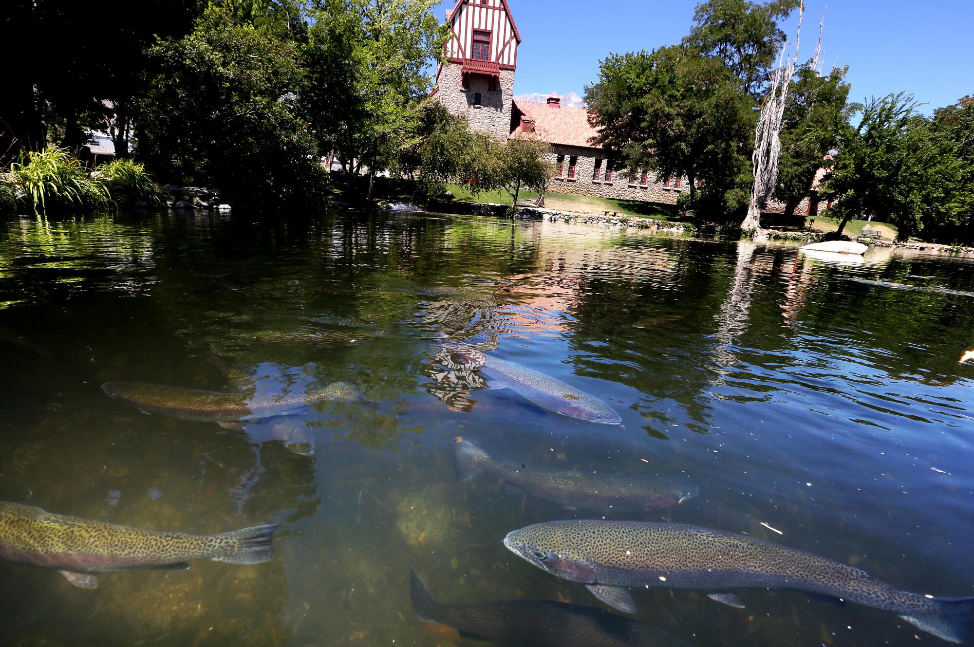 Rainbow trout swim in a tree-shaded pond.