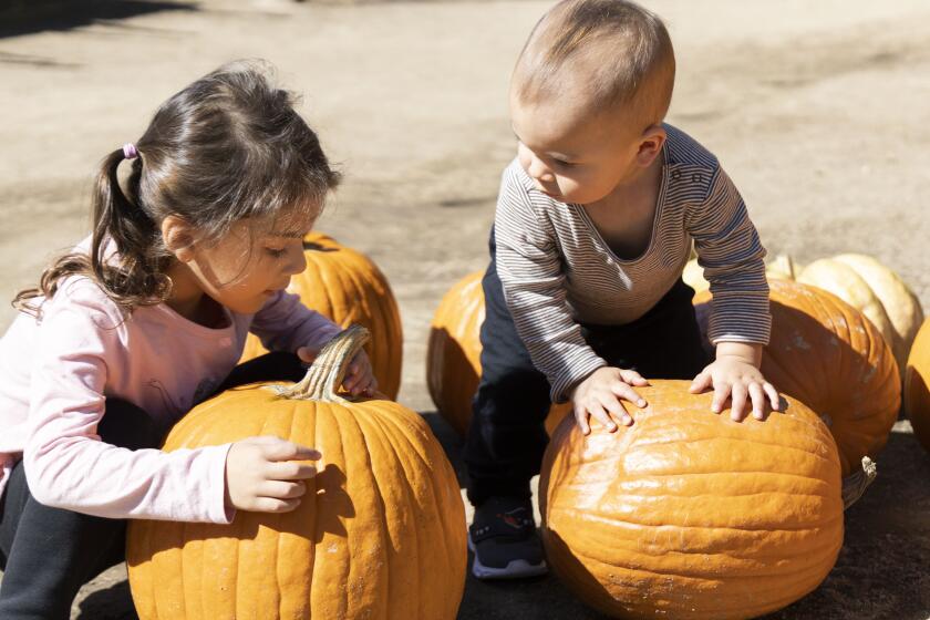 Nylah and Tristan Alvarez play with pumpkins at Peltzer Farms pumpkin patch in Wine Country Temecula Tuesday, October 12, 2021.