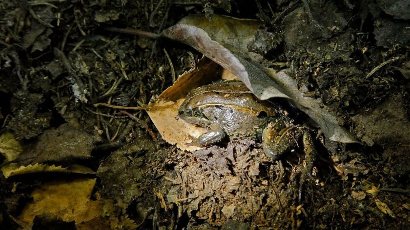 In Alaska Wood Frogs Freeze For Seven Months Thaw And Hop Away Los Angeles Times