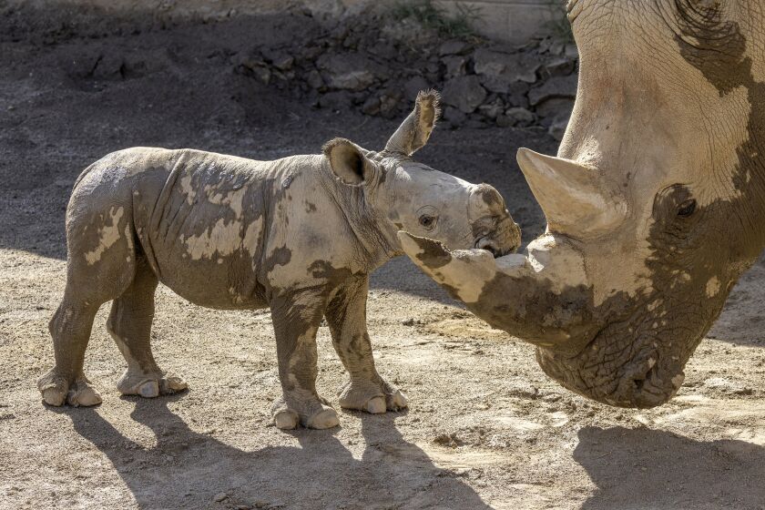 In this photo provided by the San Diego Zoo Wildlife Alliance, a male southern white rhino calf stands with his mother after playing in a mud wallow at Nikita Kahn Rhino Rescue Center at the San Diego Zoo Safari Park, Aug. 12, 2022. (Ken Bohn/San Diego Zoo Wildlife Alliance via AP)