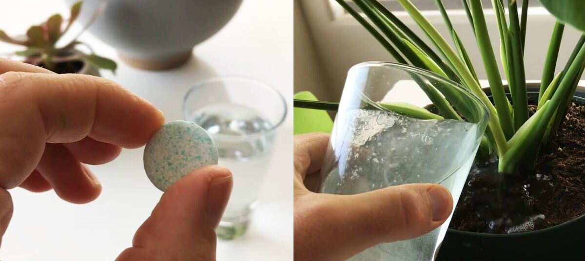 Users can simply drop a tablet into a glass of water, let it fizz and dissolve, then pour over the plant's soil.