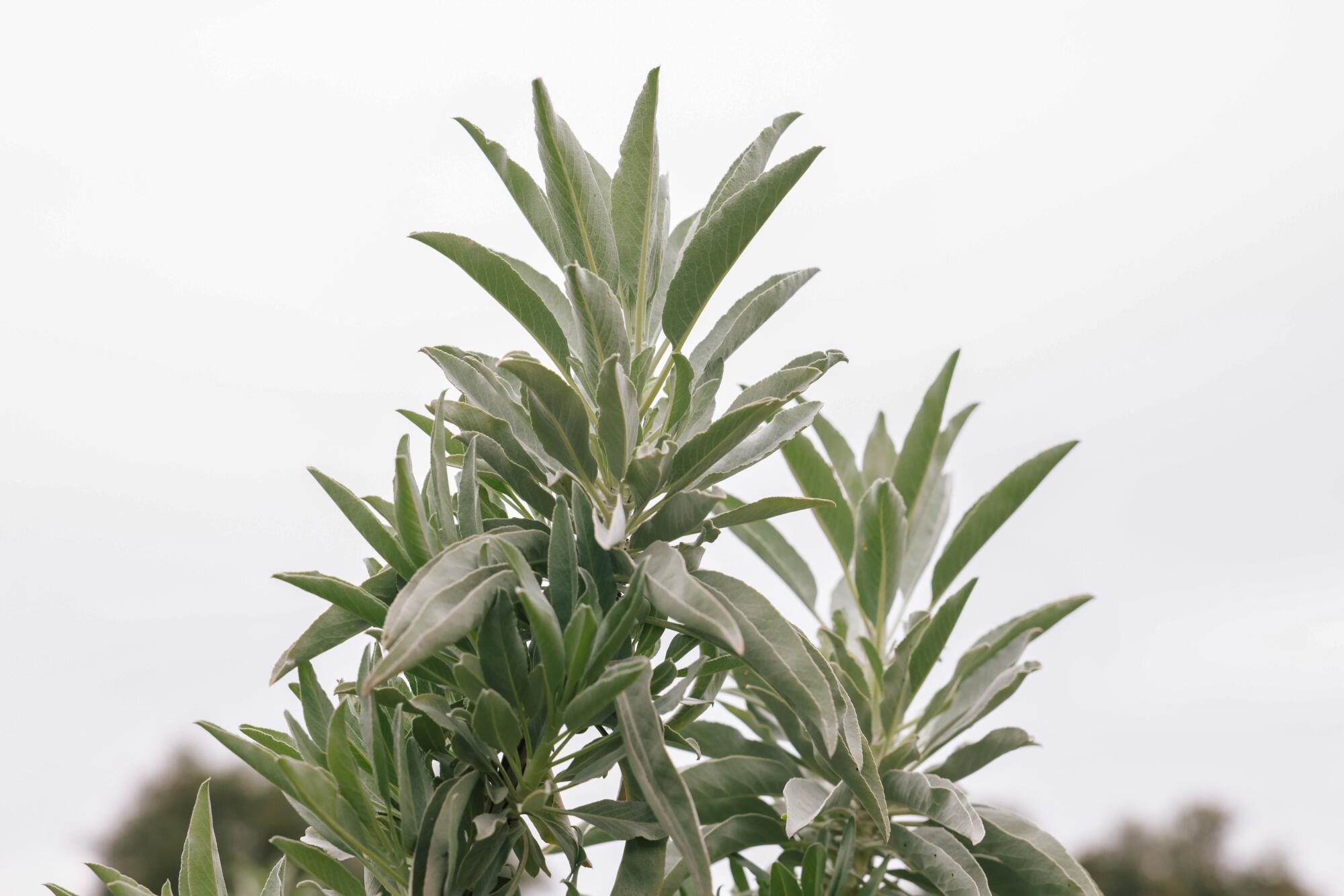Closeup of the silvery green leaves of a white sage plant. 