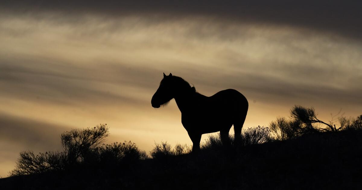 Un juge fédéral du Nevada accorde aux défenseurs des chevaux sauvages une rare victoire sur les plans de gestion des mustangs