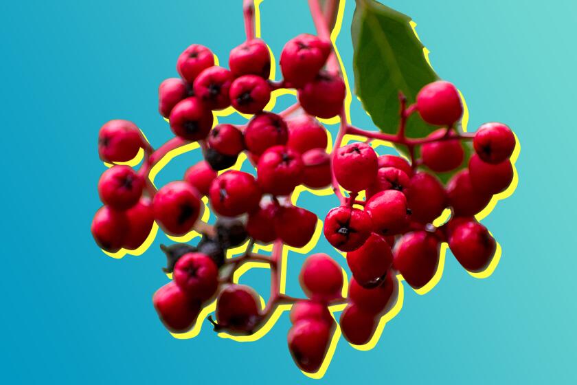 Toyon Berry