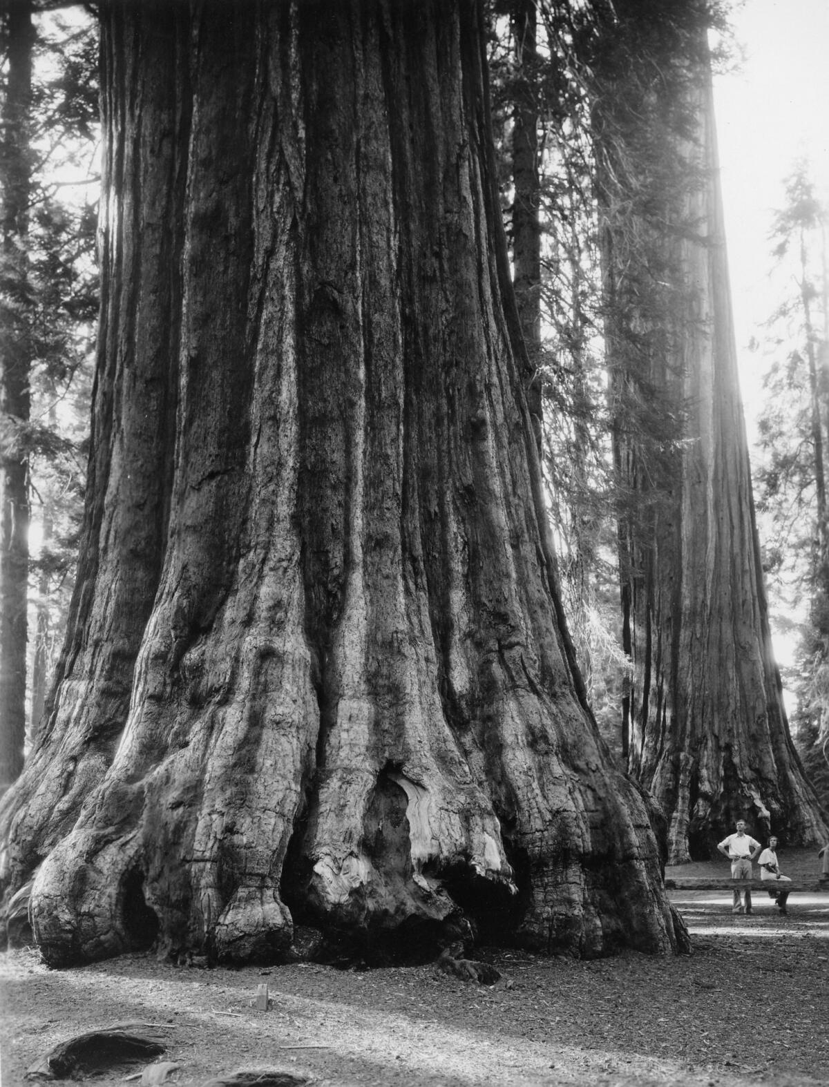 A sequoia tree in the former Grant National Park, which neighbored Sequoia. The park was absorbed by Kings Canyon National Park when it was established in 1940. (Los Angeles Times Library)