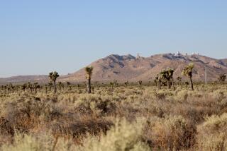 MOJAVE DESERT, CALIFORNIA-Dozens of Joshua trees are shown