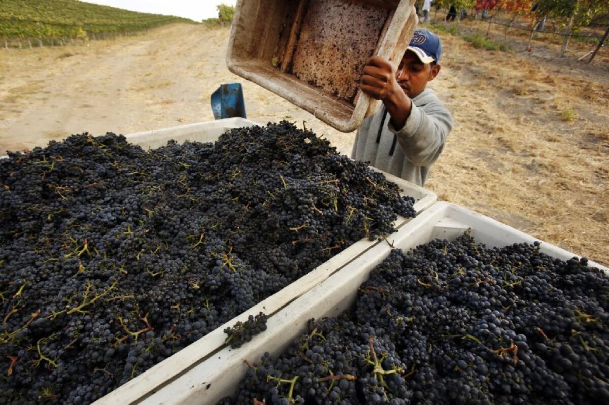 A worker harvests pinot noir grapes in October at the Sea Smoke vineyards in the Santa Rita Hills, near Lompoc. The California grape harvest rebounded in 2012 to a record high of more than 4 million tons.