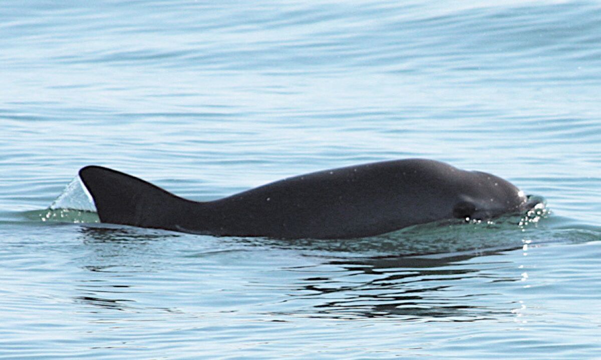 A vaquita porpoise in the waters of the Gulf of California. Mexican and American researchers spotted a number of the critically endangered animals on a survey in October.