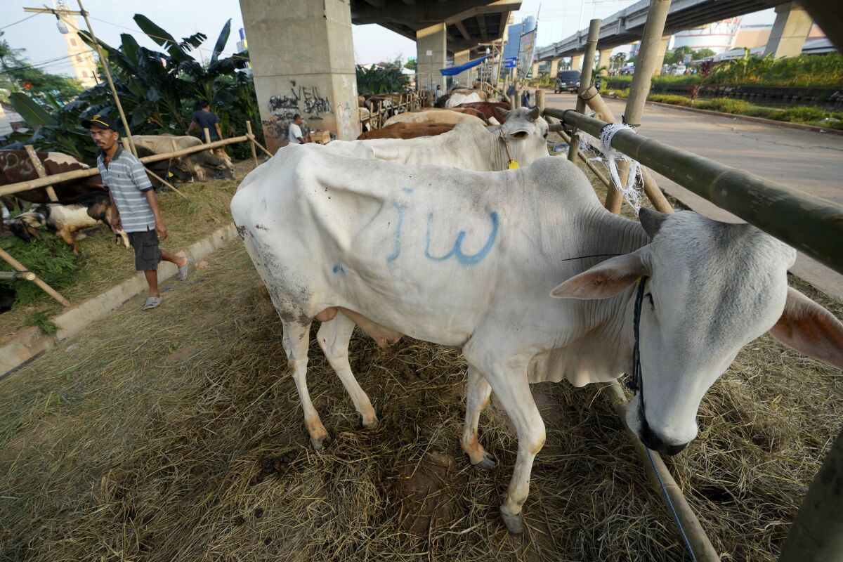 A man walks past cows he sells ahead of the Eid al-Adha holiday under a flyover in Jakarta, Indonesia on July 8, 2022. Thousands of cattle are covered in blisters from highly infectious foot-and-mouth disease in Indonesia, sounding the alarm for the country, its Southeast Asian neighbors and Australia. (AP Photo/Achmad Ibrahim)