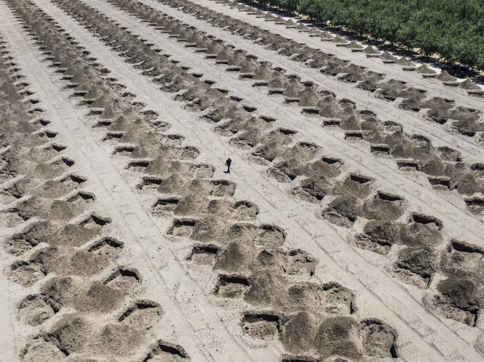 David Phippen walks in his field dug out to plant almond trees in Manteca.