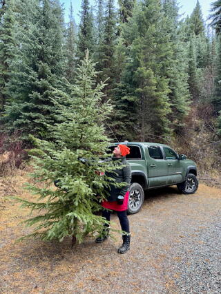 A man sizes up an evergreen tree in the forest with a pickup truck in the background.