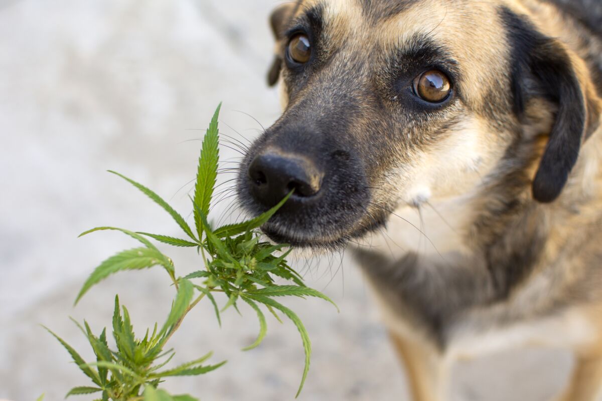 A dog sniffing a cannabis plant