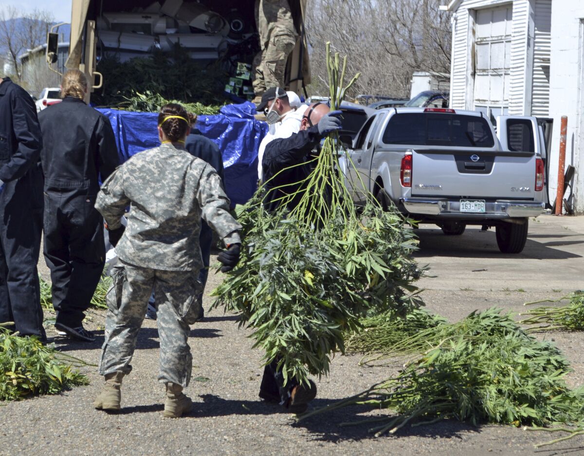 FILE — In this April 14, 2016, file photo, investigators load marijuana plants onto a Colorado National Guard truck outside a suspected illegal grow operation in north Denver. A county in southern Oregon says it is so overwhelmed by an increase in the number and size of illegal marijuana farms that it declared a state of emergency Wednesday, Oct. 13, 2021, appealing to the governor and the Legislature's leaders for help. (AP Photo/P. Solomon Banda, File)